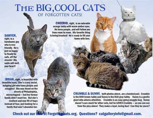 BIG CATS:  11+ POUNDS, PART 2 - Domestic Short Hair available for adoption