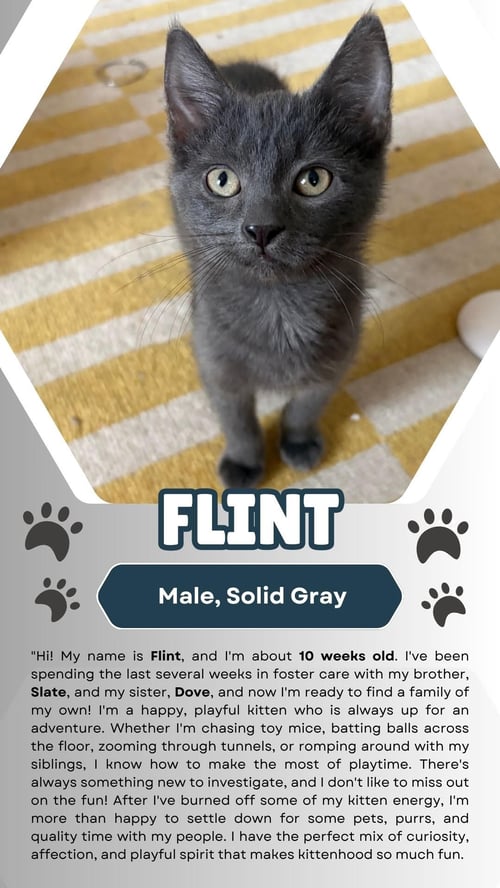 FLINT (FCID# 07/15/2026 - 1) - Domestic Short Hair for adoption in Newark