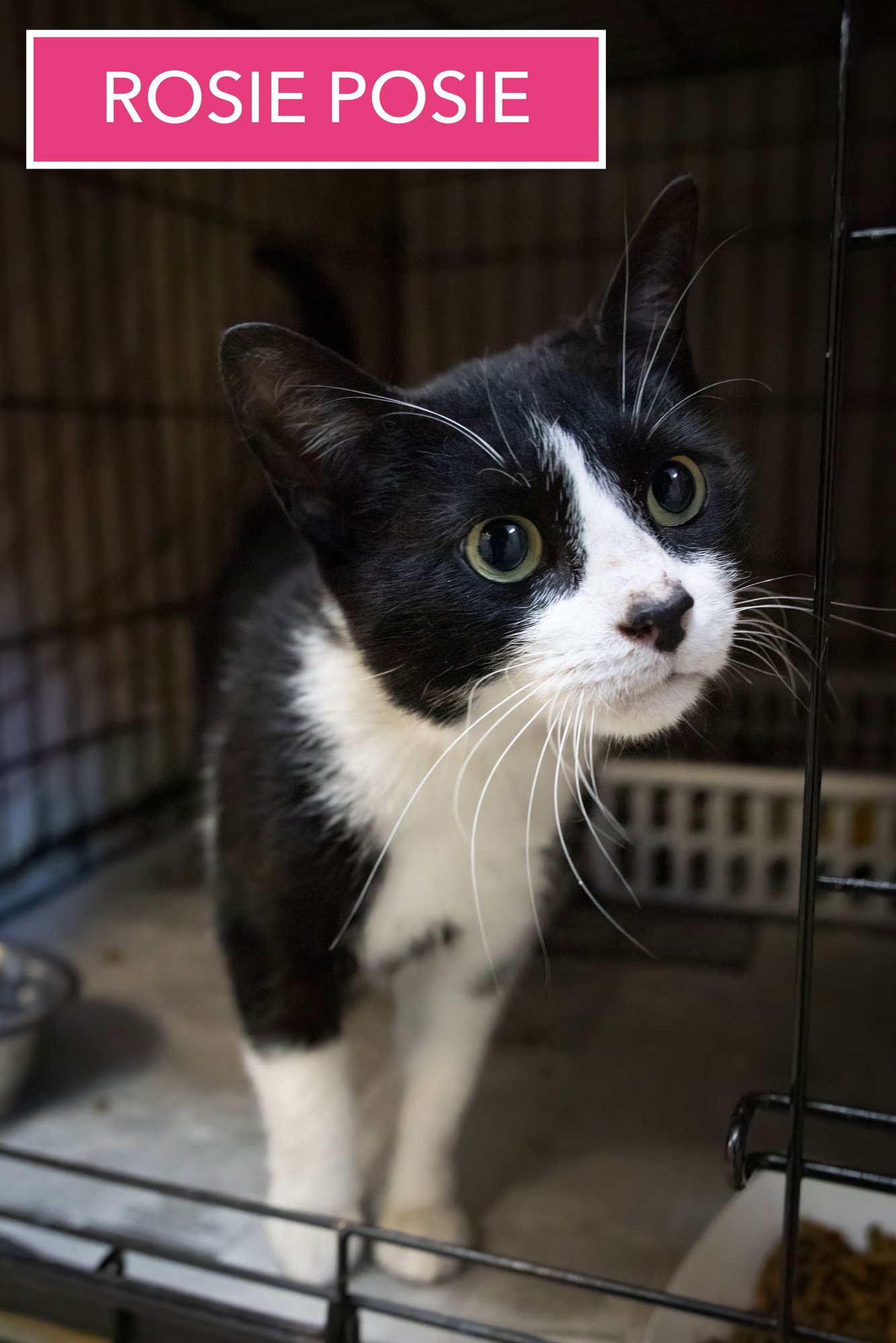 ROSIE POSIE (FCID# 01/12/2026 - 86 TRAINER) C - Domestic Short Hair available for adoption