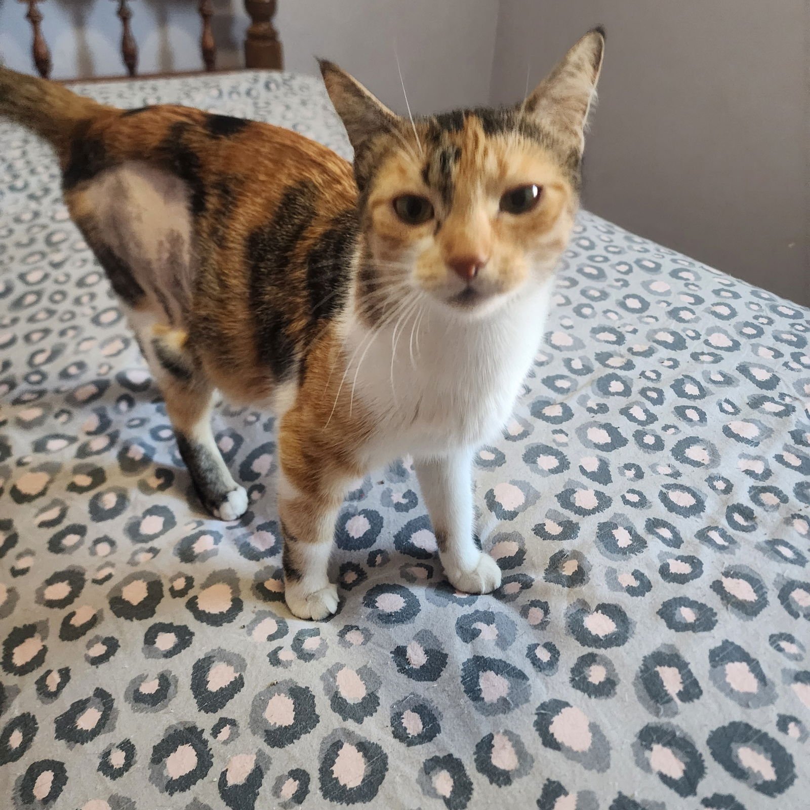 BRIAR ROSE, JENKINTOWN PS (FCID 12/02/25-119) - Calico / Tabby available for adoption