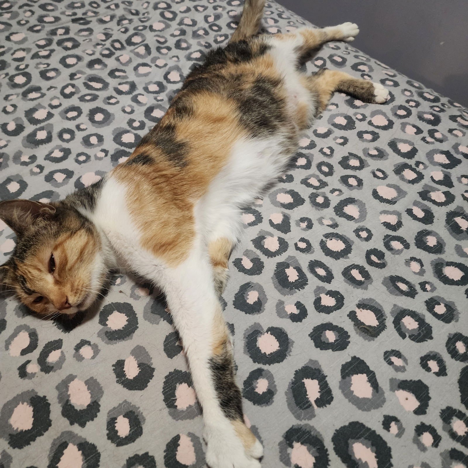 BRIAR ROSE, JENKINTOWN PS (FCID 12/02/25-119) - Calico / Tabby available for adoption