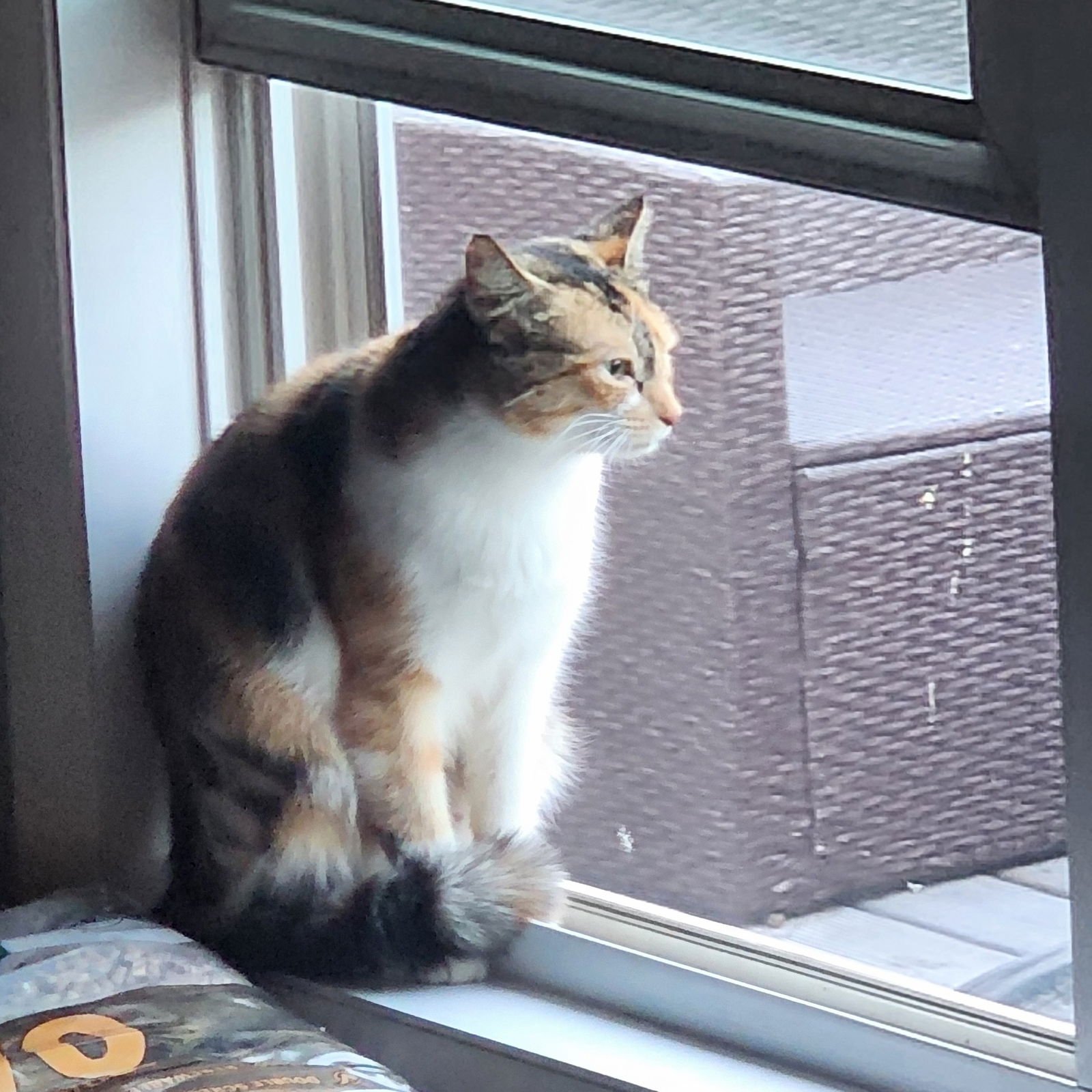 Briar Rose, Jenkintown PS (FCID 12/02/25-119) - Photo 3