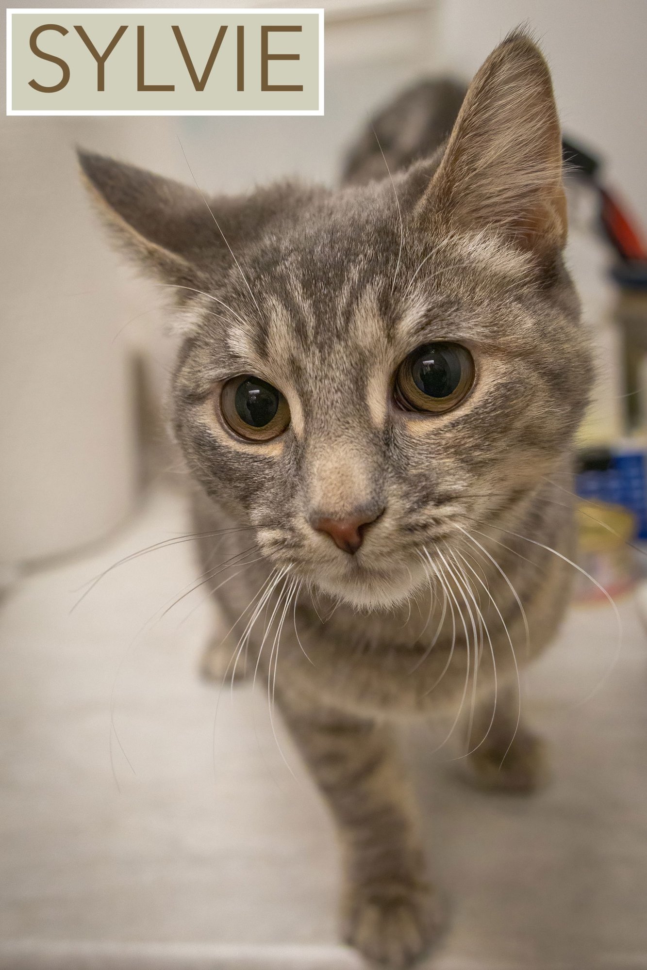 SYLVIE (FCID# 01/19/2026 - 37 TRAINER) - Tabby available for adoption