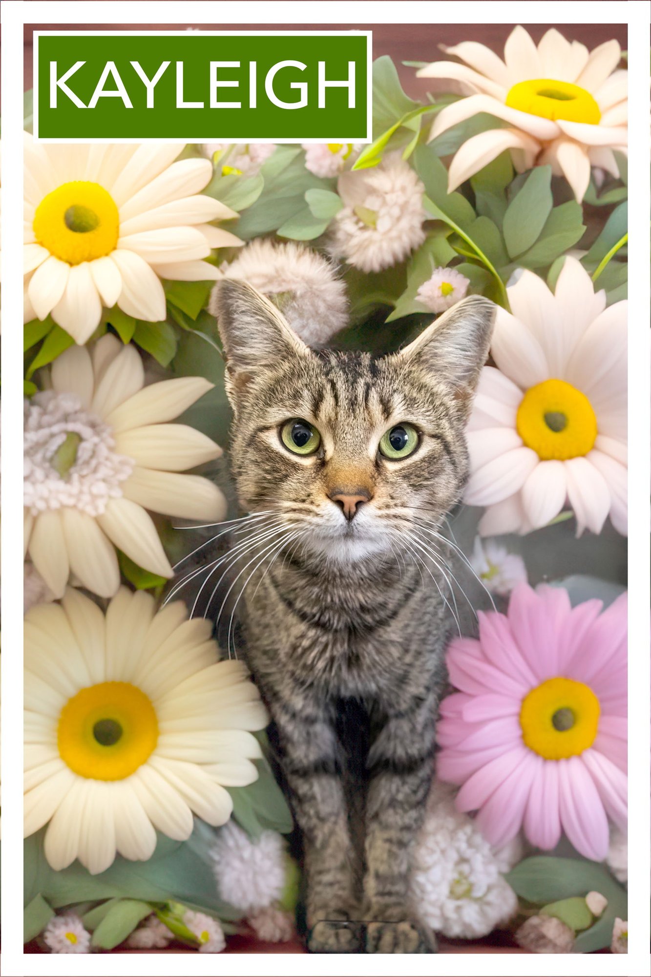 KAYLEIGH (FCID# 01/12/2026 - 98 TRAINER) - Tabby available for adoption