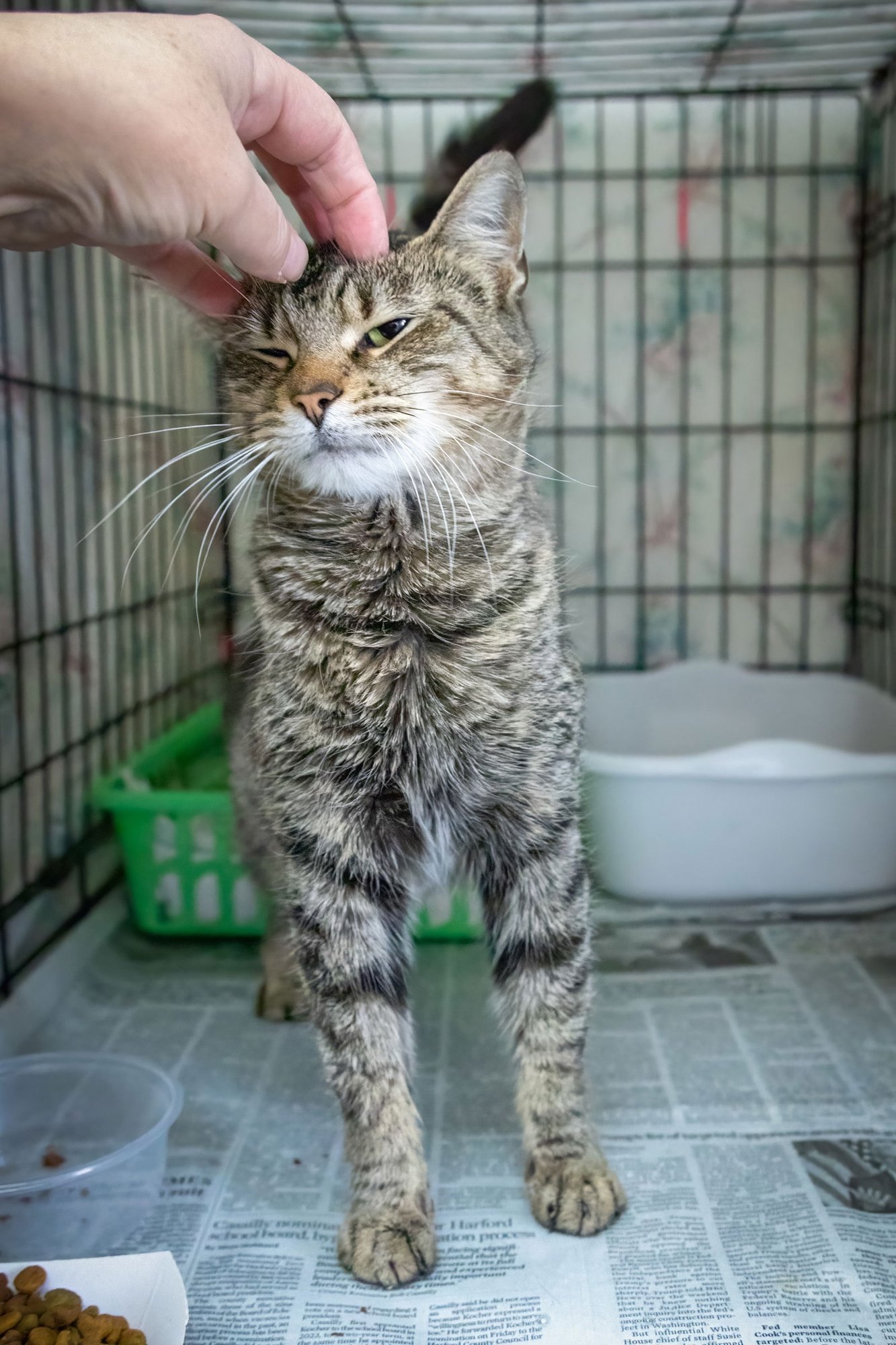 KAYLEIGH (FCID# 01/12/2026 - 98 TRAINER) - Tabby available for adoption