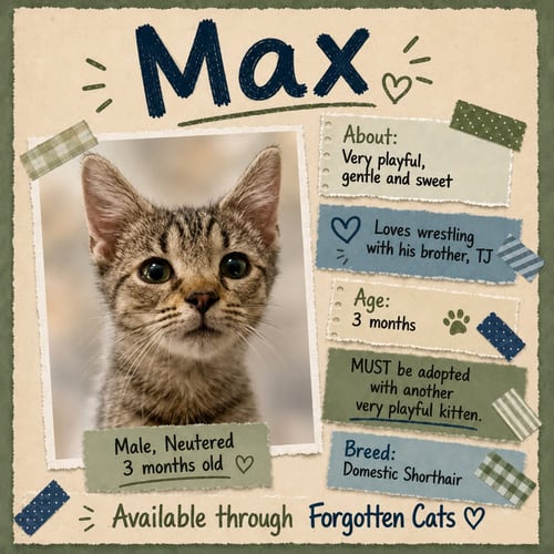 MAX (FCID# 08/18/2026 - 8 BRANDYWINE PS) C - Tabby available for adoption