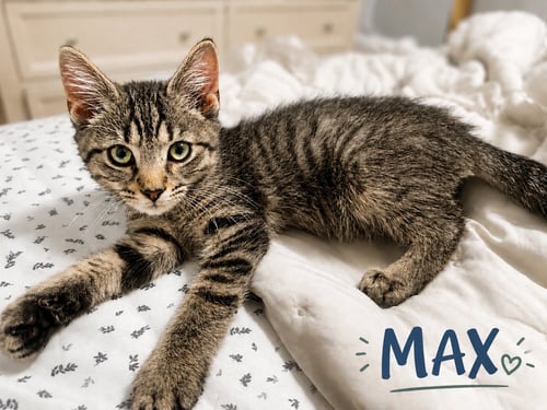 MAX (FCID# 08/18/2026 - 8 BRANDYWINE PS) C - Tabby available for adoption