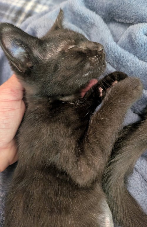 ANDI, WILLOW GROVE AREA, (FCID 6/17/2026-154) - Domestic Short Hair available for adoption