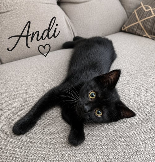 ANDI, WILLOW GROVE AREA, (FCID 6/17/2026-154) - Domestic Short Hair available for adoption