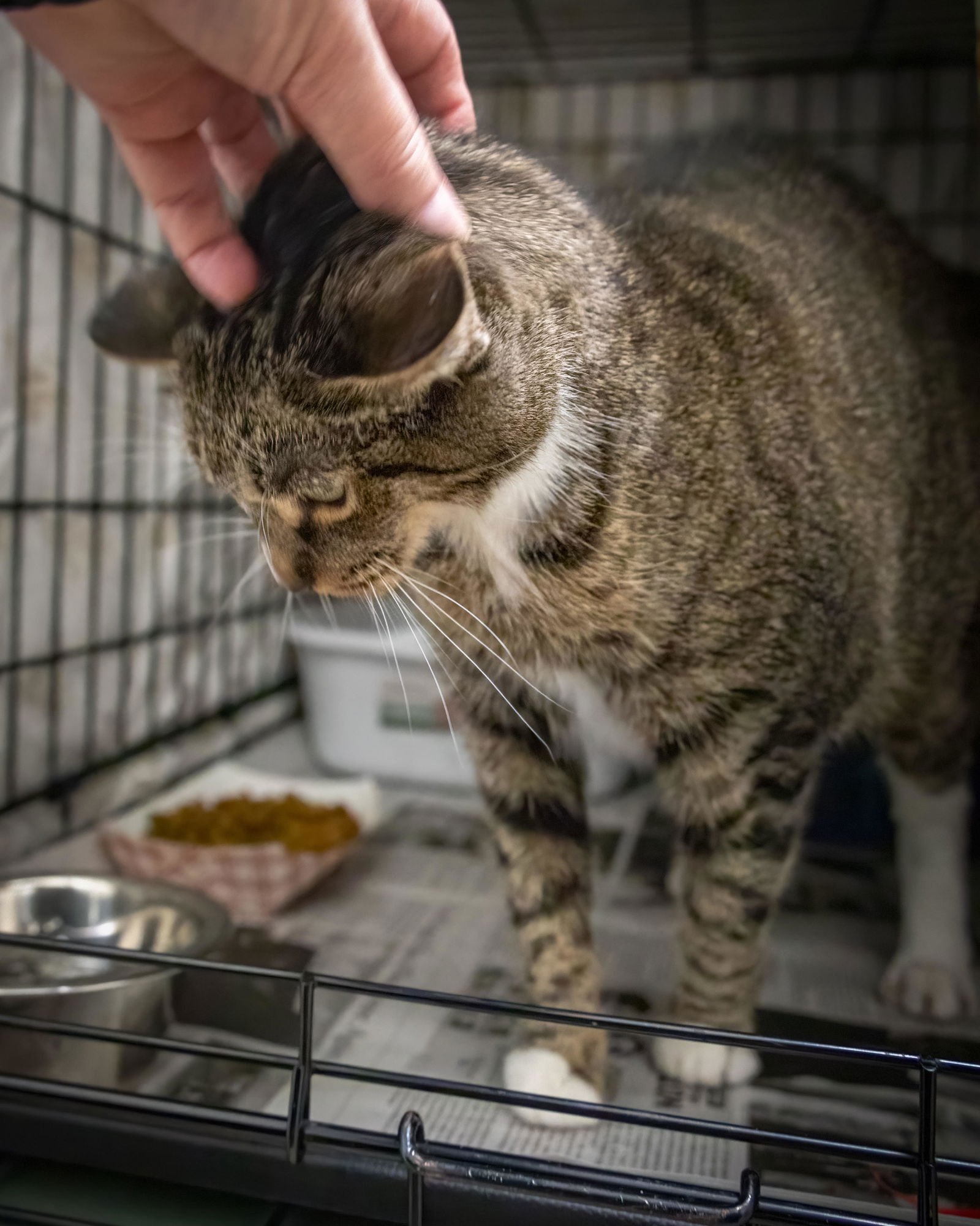 QUEENY (FCID# 03/12/2026 - 30 WEST CHESTER PS) - Tabby / Tuxedo available for adoption