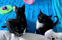 Maxkenzie (f), Lil'Maxie (f) (WCPS) - Photo 1
