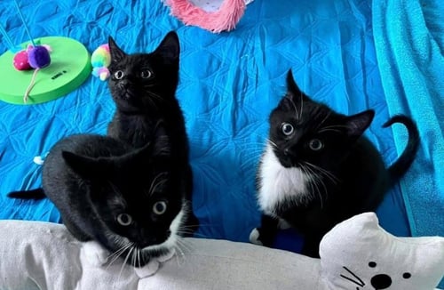 MAXKENZIE (F), LIL'MAXIE (F) (WCPS) - Domestic Short Hair available for adoption