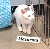 Macaroni (FCID# 05/11/2026-81 Brandywine PetSmart) - Photo 1