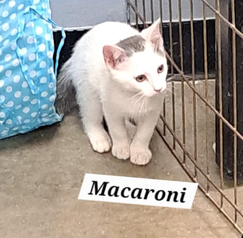 MACARONI (FCID# 05/11/2026-81 BRANDYWINE PETSMART) - Domestic Short Hair for adoption in Wilmington