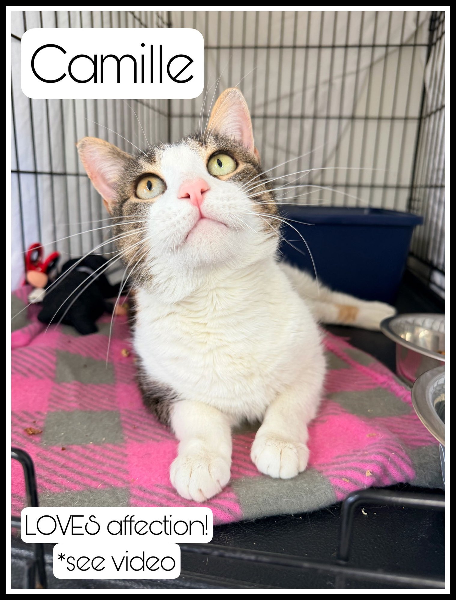CAMILLE (FCID# 01/06/2026 - 404) WILLOW GROVE - Calico / Tabby available for adoption