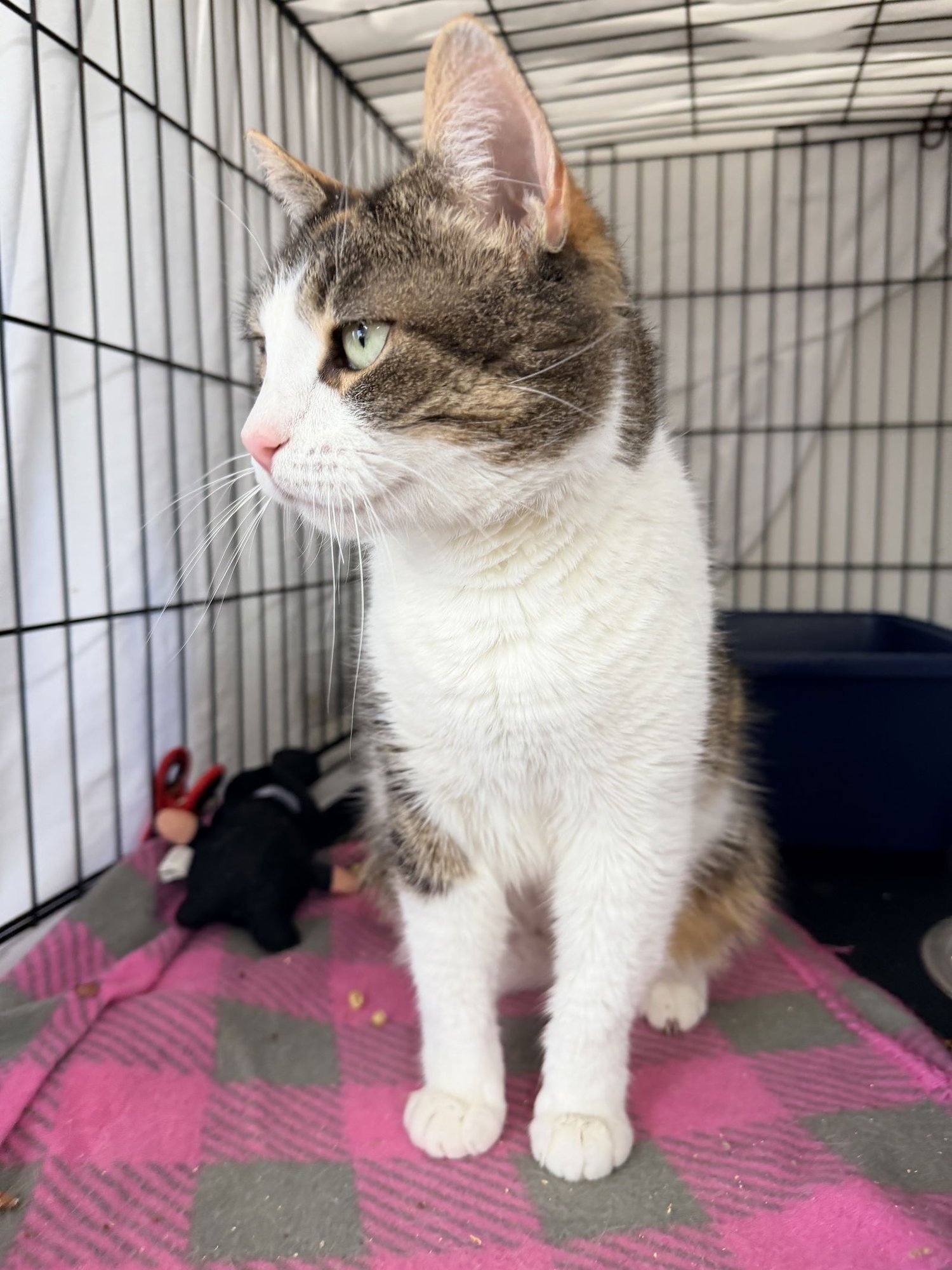 CAMILLE (FCID# 01/06/2026 - 404) WILLOW GROVE - Calico / Tabby available for adoption