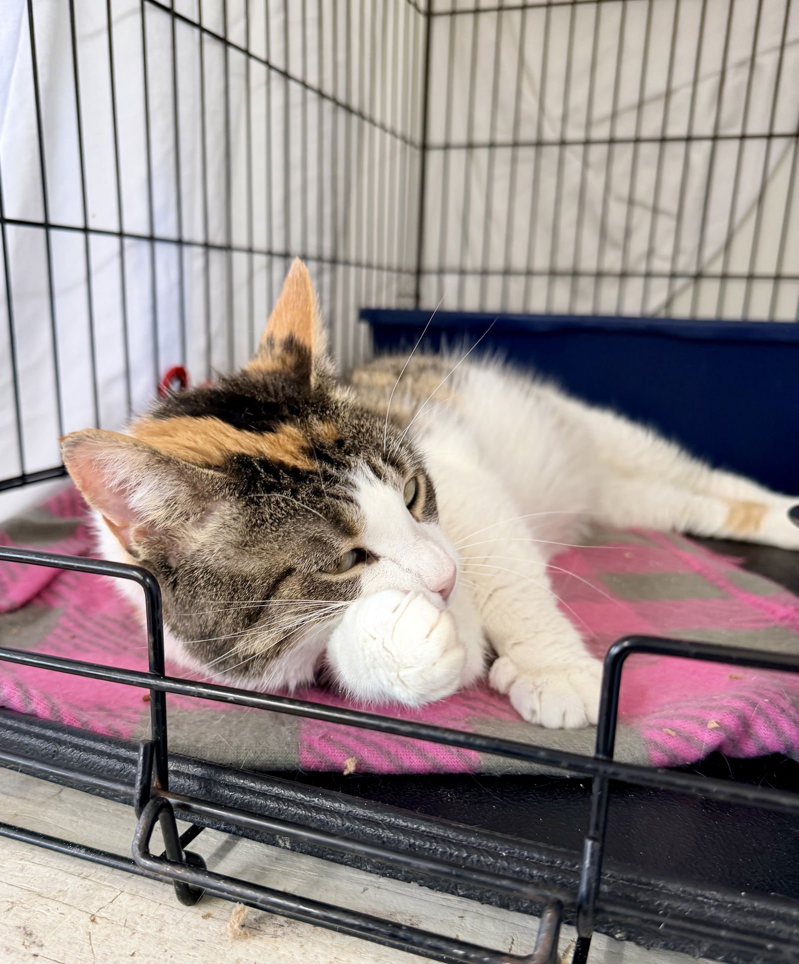 Camille (FCID# 01/06/2026 - 404) Willow Grove - Photo 4