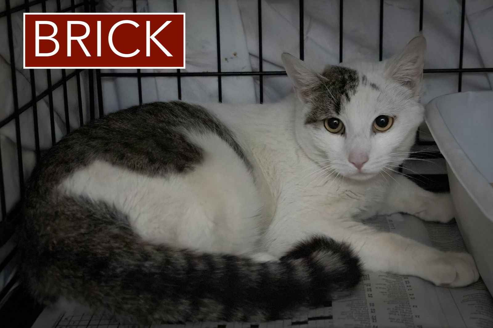 BRICK (FCID# 02/12/2026 - 7) - Tabby available for adoption