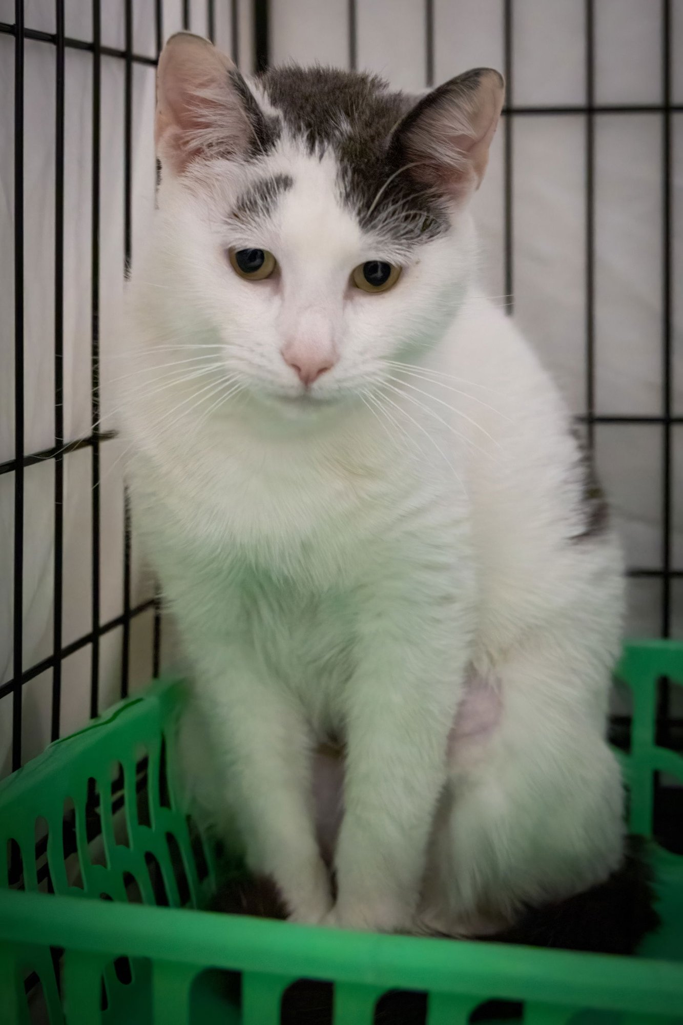 BRICK (FCID# 02/12/2026 - 7) - Tabby available for adoption
