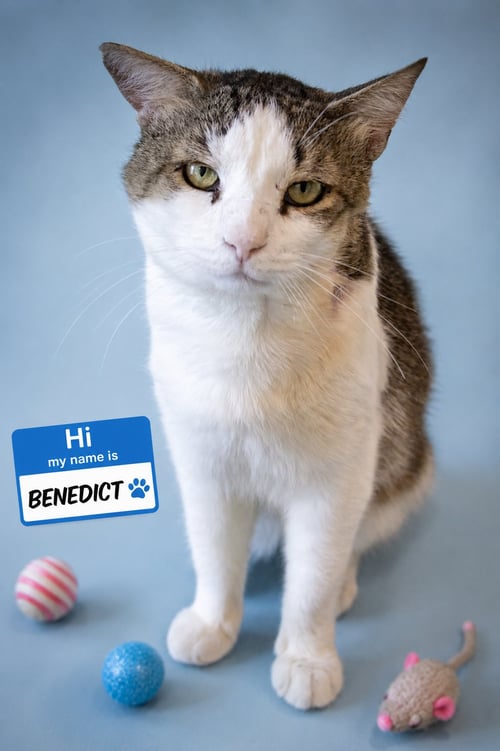 BENEDICT (FCID# 06/10/2026 - 55 TRAINER) - Tabby available for adoption