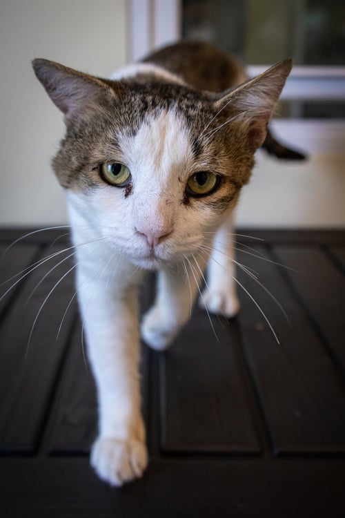 BENEDICT (FCID# 06/10/2026 - 55 TRAINER) - Tabby available for adoption