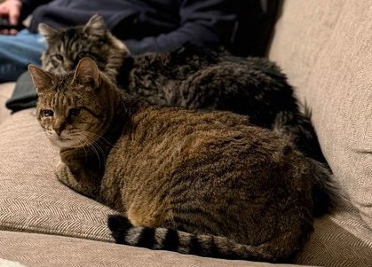 SUNNY (DLH) & CRUMBLE: BONDED (5/08/2025 - 11, 26) - Tabby available for adoption