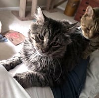 Sunny (DLH) & Crumble: Bonded (5/08/2025 - 11, 26) - Photo 2