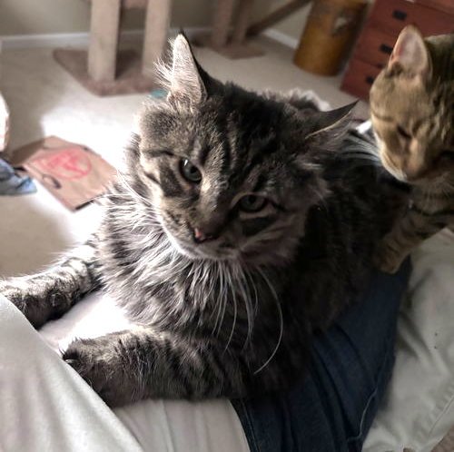 SUNNY (DLH) & CRUMBLE: BONDED (5/08/2025 - 11, 26) - Tabby available for adoption