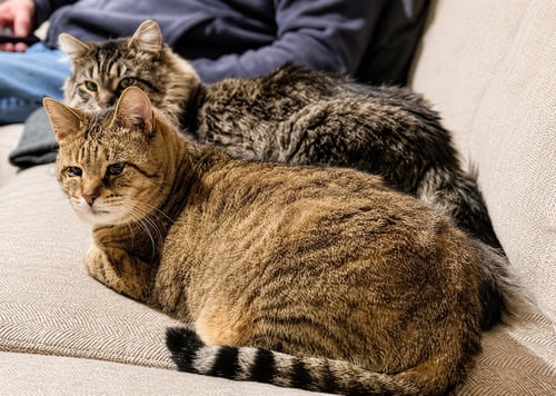 SUNNY (DLH) & CRUMBLE: BONDED (5/08/2025 - 11, 26) - Tabby available for adoption
