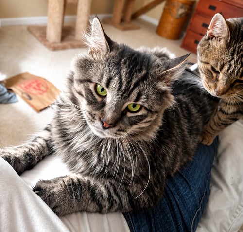 SUNNY (DLH) & CRUMBLE: BONDED (5/08/2025 - 11, 26) - Tabby available for adoption
