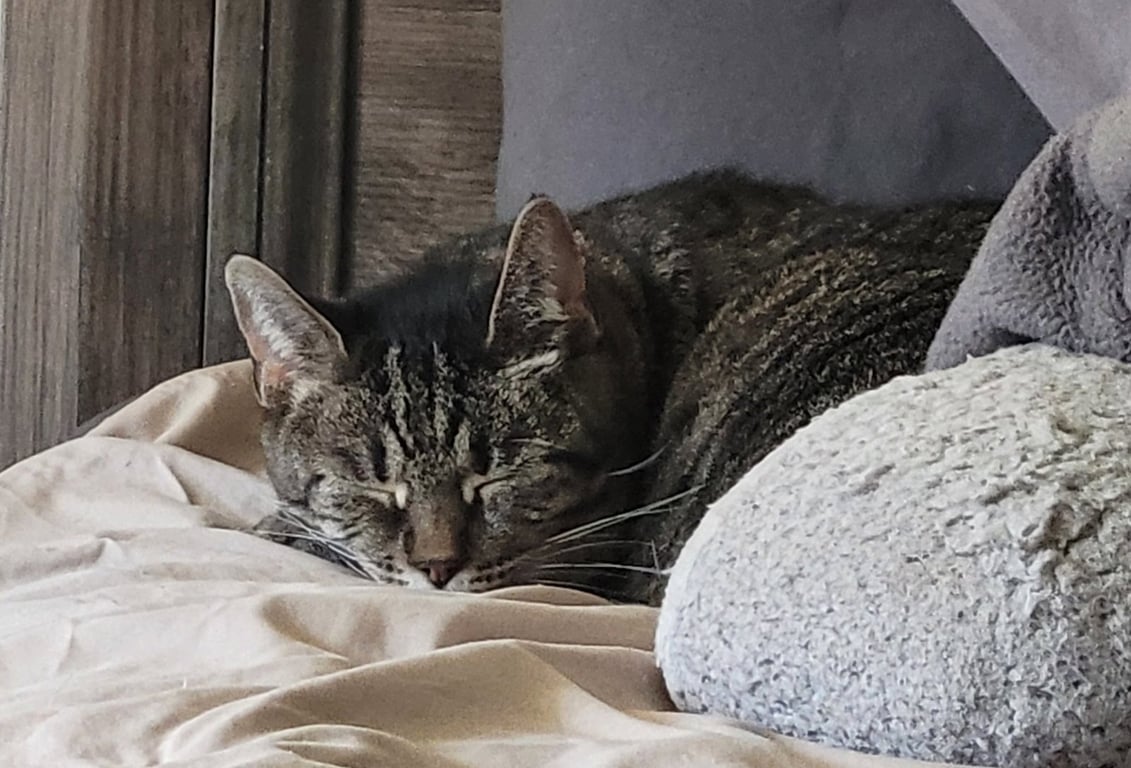 Mimi: Barn Cat (FCID# 05/06/2-25 - 36) Image