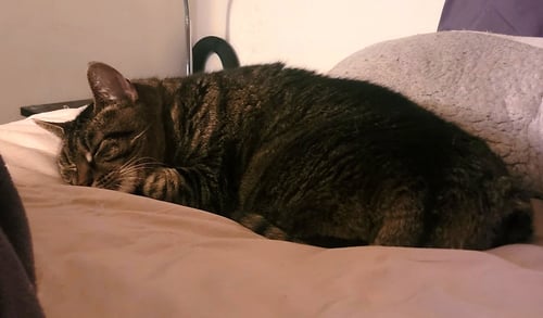 MIMI: BARN CAT (FCID# 05/06/2-25 - 36) - Tabby available for adoption