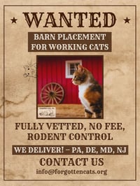 Mimi: Barn Cat (FCID# 05/06/2-25 - 36) - Photo 3