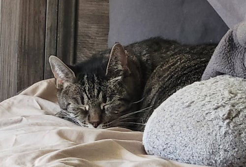 MIMI: BARN CAT (FCID# 05/06/2025 - 36) - Tabby available for adoption