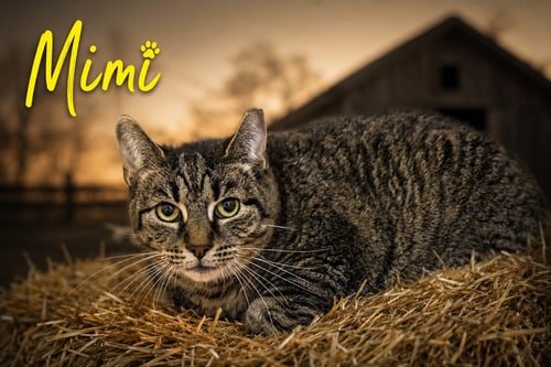 MIMI: BARN CAT (FCID# 05/06/2025 - 36) - Tabby available for adoption