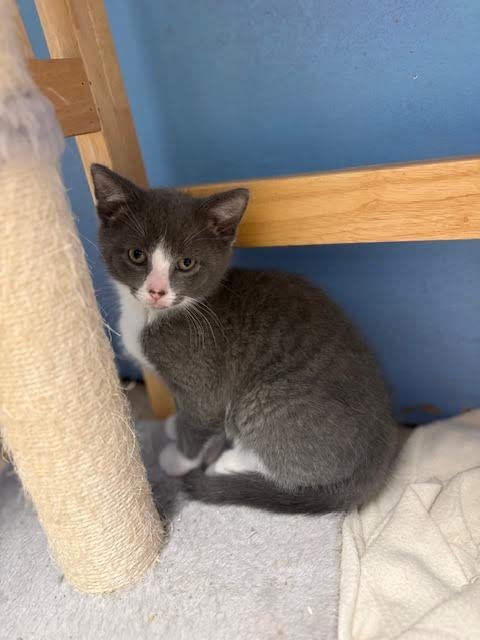 PEAR, WILLOW GROVE AREA, (FCID - Domestic Short Hair available for adoption