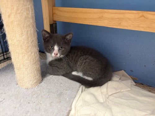 PEAR, WILLOW GROVE AREA, (FCID - Domestic Short Hair available for adoption
