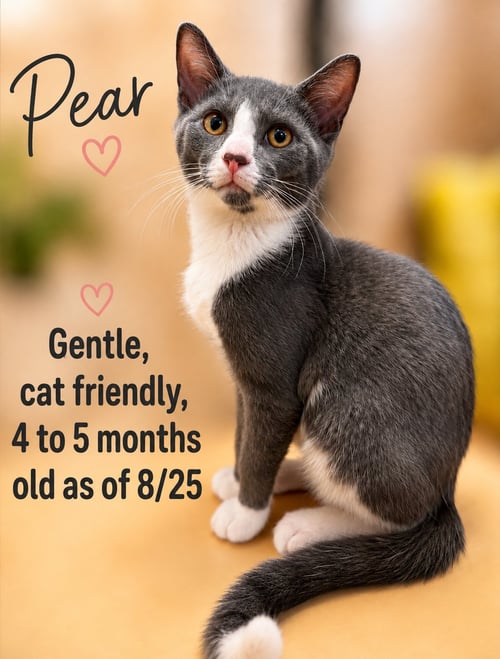 PEAR, JENKINTOWN PS, (FCID 07/01/2026-150) - Domestic Short Hair available for adoption