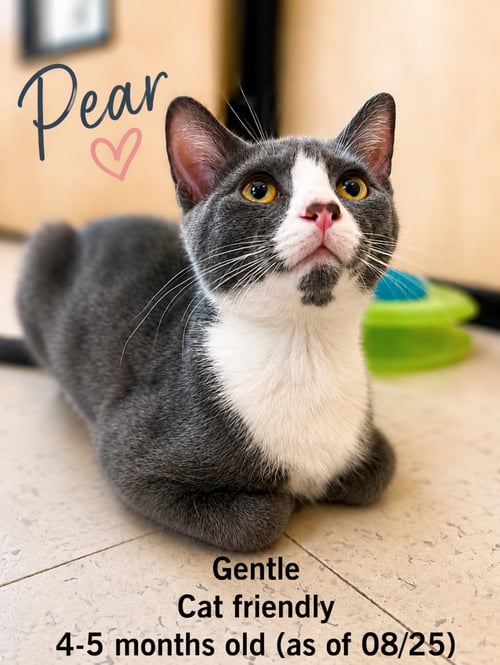 PEAR, JENKINTOWN PS, (FCID 07/01/2026-150) - Domestic Short Hair available for adoption