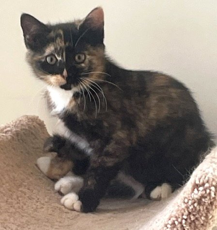 SPICE (FCID# 05/21/2026 - 47) C - Calico available for adoption