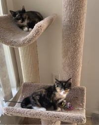Spice (FCID# 05/21/2026 - 47) C - Photo 3