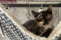 Spice (FCID# 05/21/2026 - 47) C - Photo 4