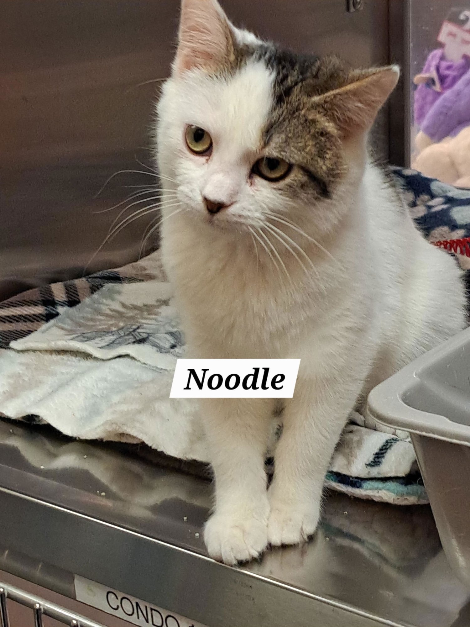 NOODLE (FCID# 12/18/2025 - 11 BRANDYWINE PS) - Domestic Short Hair / Tabby available for adoption
