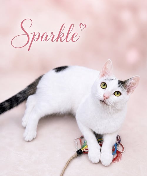 SPARKLE(FCID# 05/05/2026 - 107) - Domestic Short Hair available for adoption