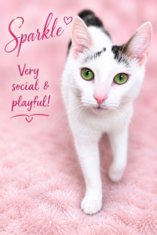 SPARKLE(FCID# 05/05/2026 - 107) - Domestic Short Hair available for adoption