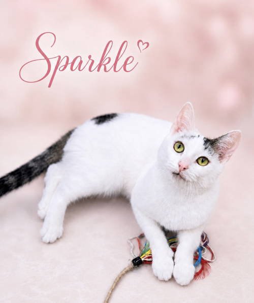 SPARKLE(FCID# 05/05/2026 - 107) - Domestic Short Hair available for adoption