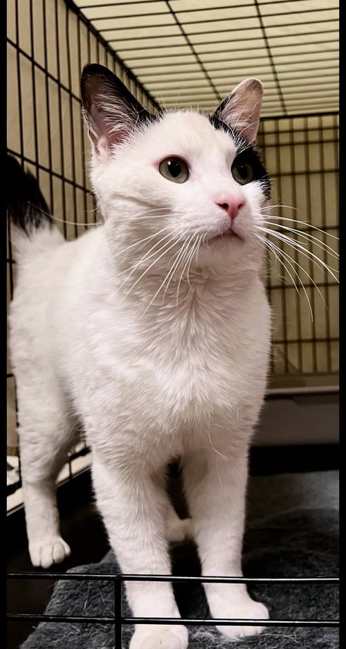 BARRY (FCID# 04/10/26 - 105) WILLOW GROVE PS - Domestic Short Hair available for adoption
