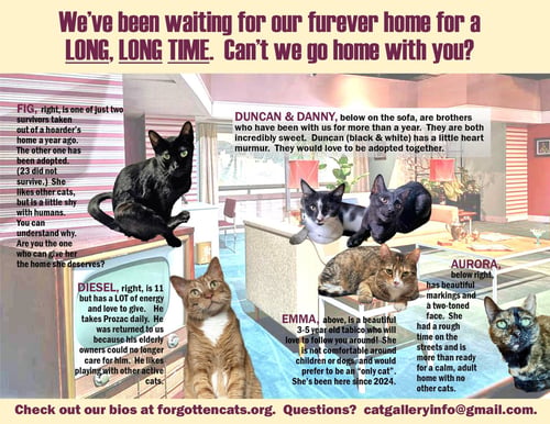LONGER TIMERS PART 1:  MALE & FEMALE - Domestic Short Hair for adoption in Newark