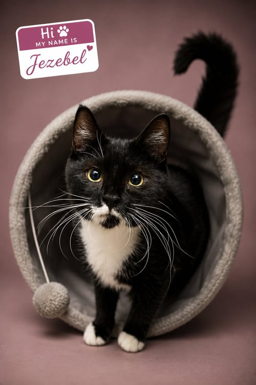 JEZEBEL (FCID# 07/13/2026 - 8 TRAINER) - Domestic Short Hair available for adoption