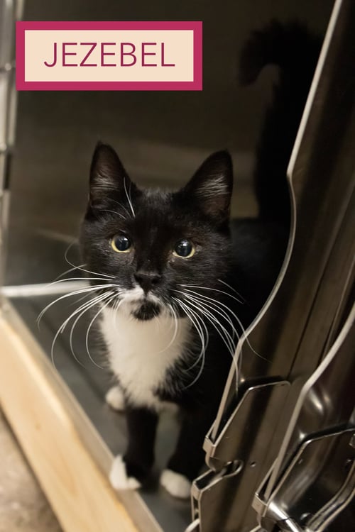 JEZEBEL (FCID# 07/13/2026 - 8 TRAINER) - Domestic Short Hair available for adoption